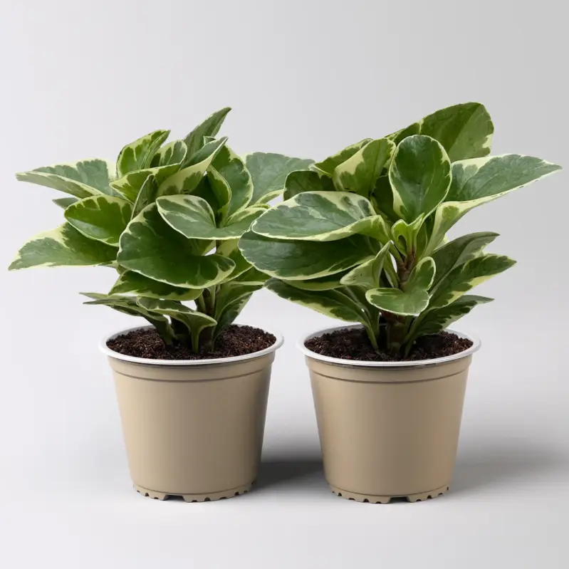 Peperomia obtusifolia 'Variegata', Topf-Ø 12 cm, 2 Pflanzen Finale Aktion