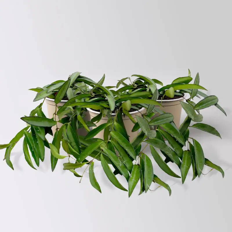 Neu Im Sortiment Hoya wayetii, Topf-Ø 10,5 cm, 3 Pflanzen
