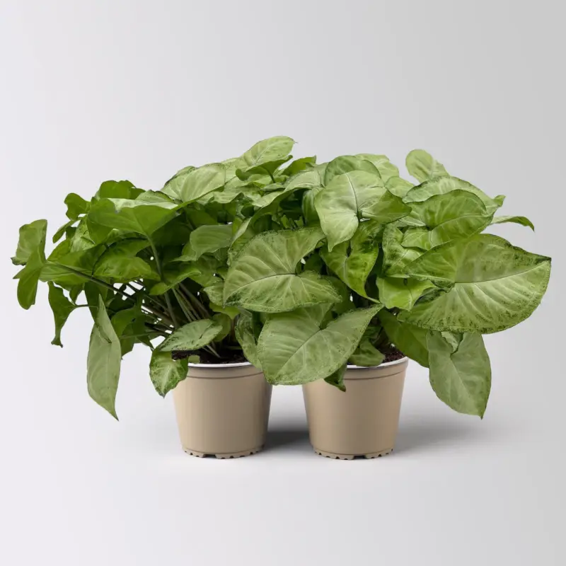 Syngonium 'White Butterfly', Topf-Ø 12cm, 2 Pflanzen Zertifiziert
