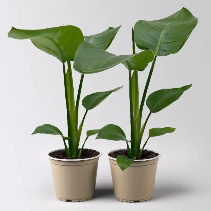 Strelitzia nicolai, Topf-Ø 12 cm, 2 Pflanzen Top-Angebot