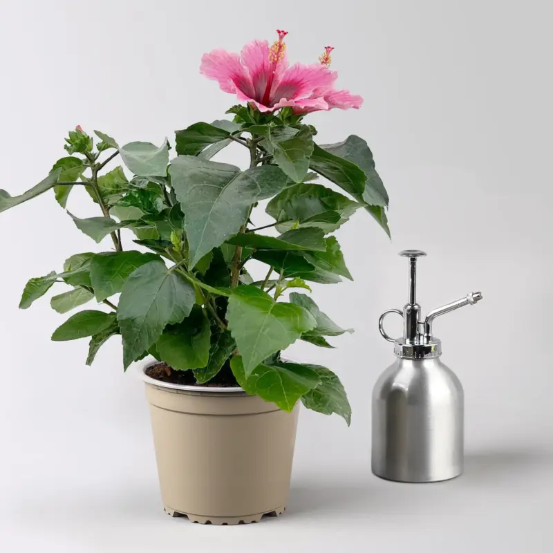 Hibiskus 'Petit Pink®', Topf-Ø 13 cm, Höhe ca. 35 cm, 2 Pflanzen Nur Heute