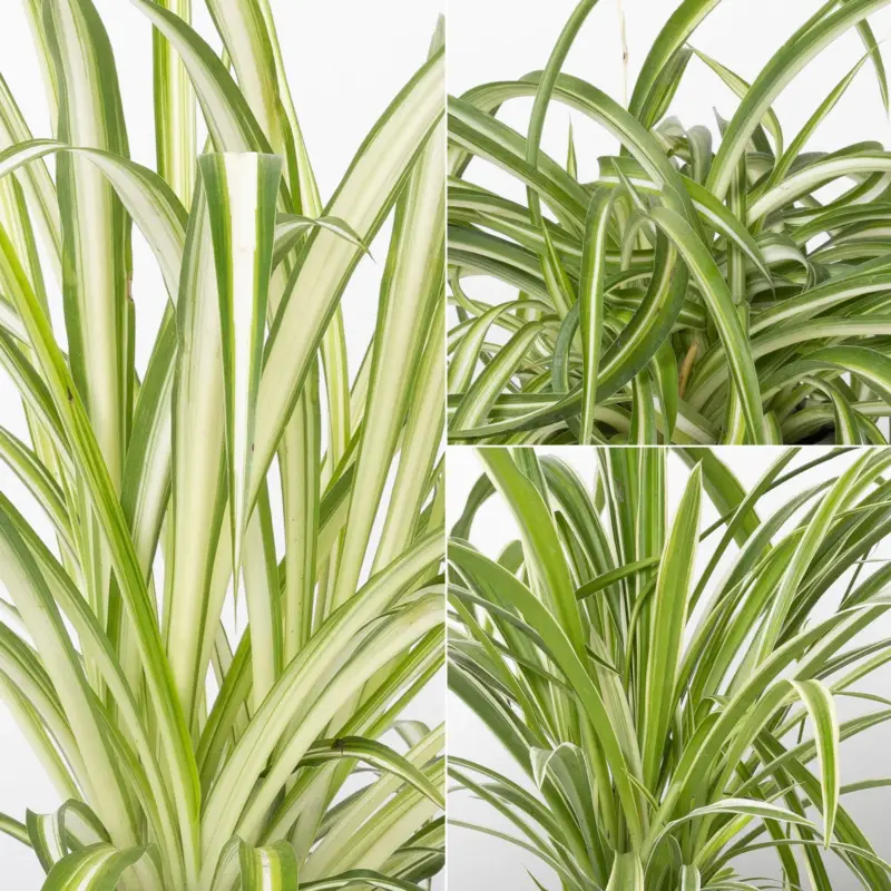 Grünlilien Mix, Topf-Ø 12 cm, 3 Pflanzen Neu Im Sortiment