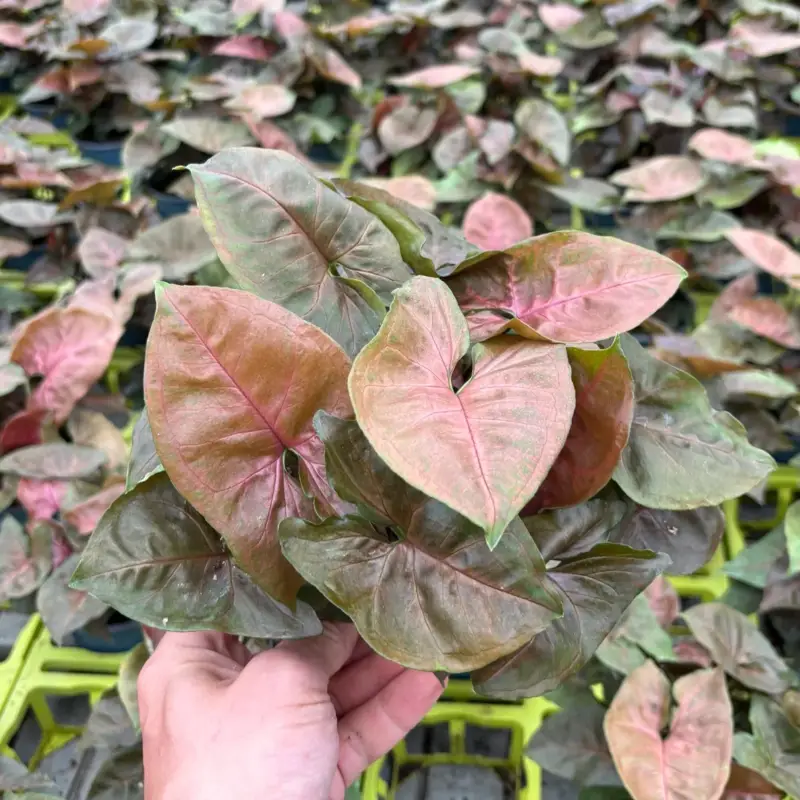 Billig Syngonium 'Maria', Topf-Ø 12cm, 2 Pflanzen