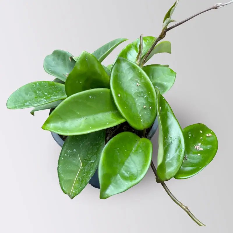 Markenprodukt Hoya carnosa 'Green', Topf-Ø 10,5 cm, 3 Pflanzen