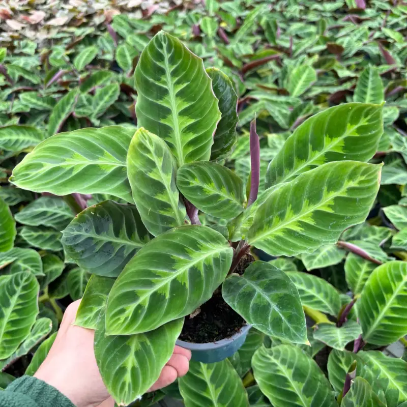 Calathea zebrina, grün gemustert, Topf Ø 12 cm, 2 Pflanzen Abverkauf
