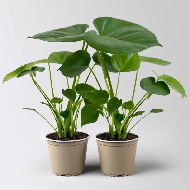 Markenprodukt Monstera deliciosa, Topf-Ø 12 cm, 2 Pflanzen