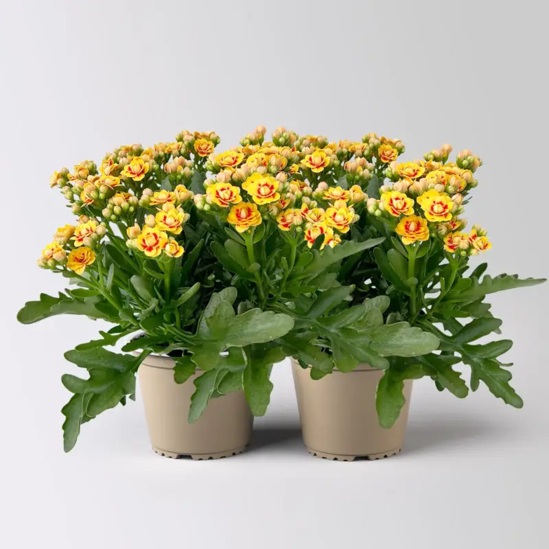 Preisreduziert Kalanchoe 'Queen'®, gelb-rot, Topf-Ø 14 cm, 2 Pflanzen