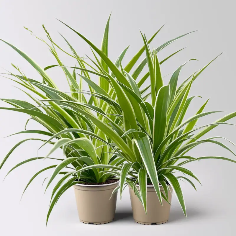 Bestseller Grünlilie 'Irish', grün-weiß, Topf-Ø 12 cm, 2 Pflanzen