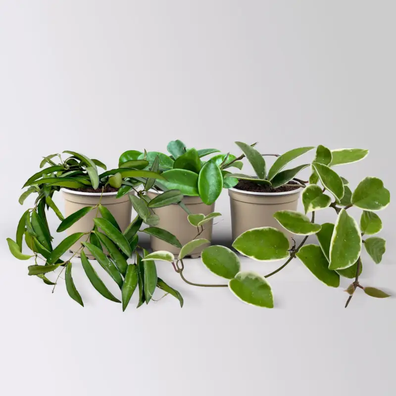 Zimmerpflanzenset 'Porzellanblumenliebe', Topf-Ø 10,5 cm, 3 Pflanzen Markenprodukt