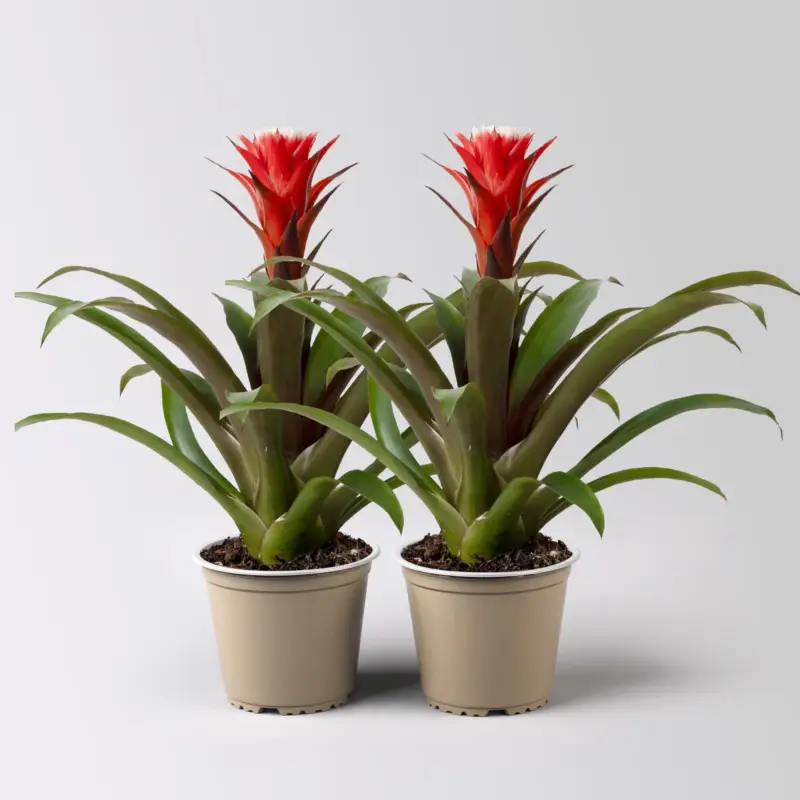 Abverkauf Guzmania 'Hope', rot-weiß, Topf-Ø 13 cm, Höhe ca. 45 cm, 2 Pflanzen