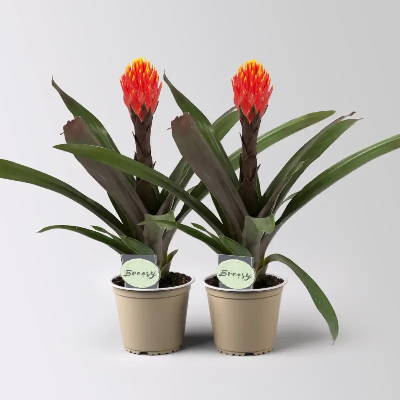 Guzmania 'Tala', orange-gelb, Topf-Ø 12 cm , Höhe ca. 45 cm, 2 Pflanzen Finale Aktion