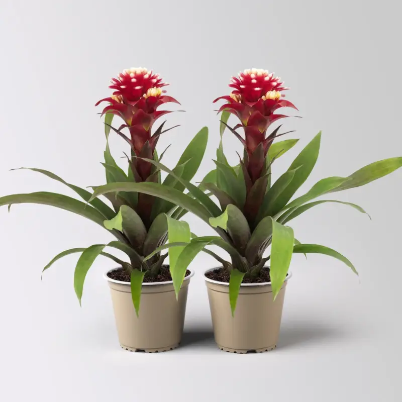 Guzmania 'Francesca', lila-weiß, Topf-Ø 12 cm , Höhe ca. 40 cm, 2 Pflanzen Schneller Versand