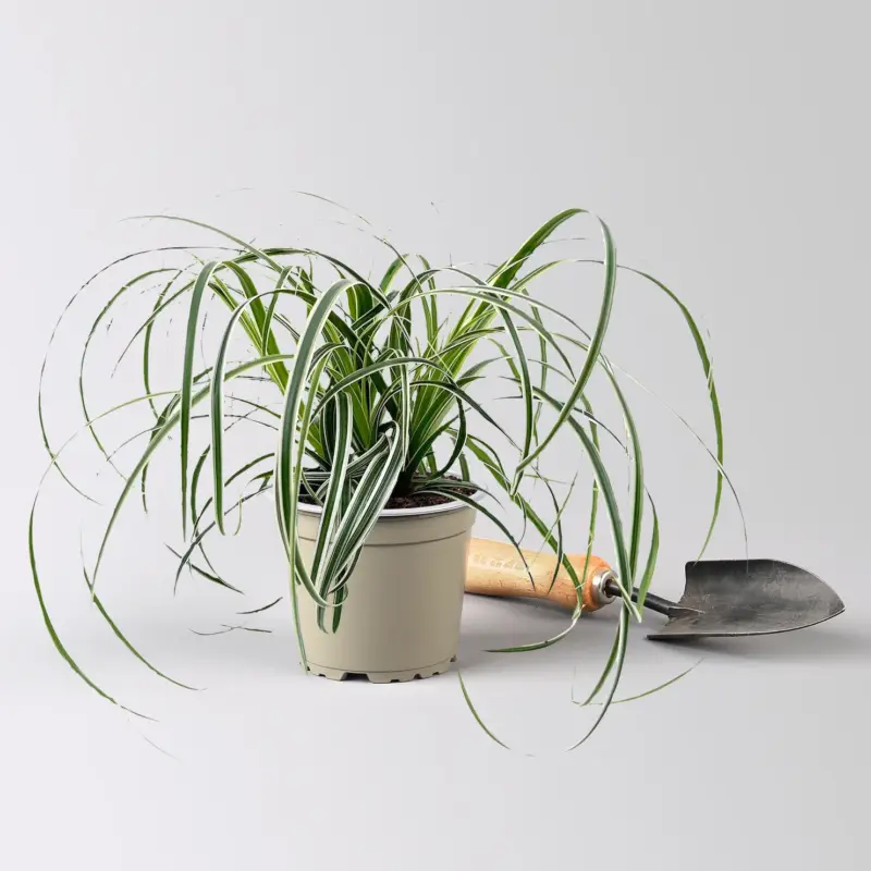 Sofort Bestellen Bio Segge 'Feather Falls', gestreift, Topf-Ø 12 cm