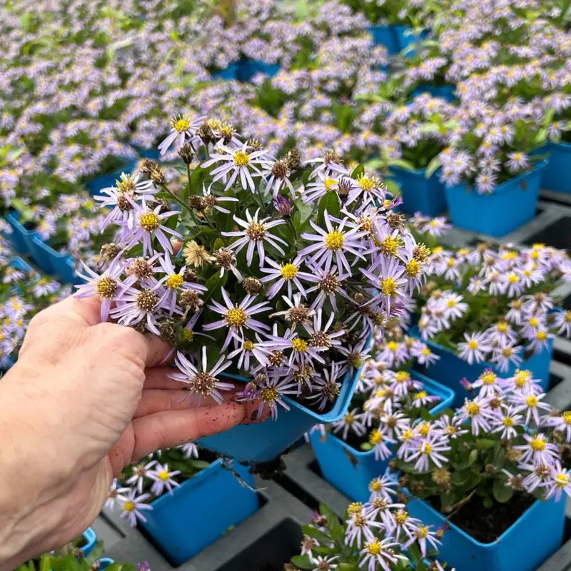 Bio Zwerg-Wildaster 'Nanus', violettblau, Topf 11x11 cm Preisknaller