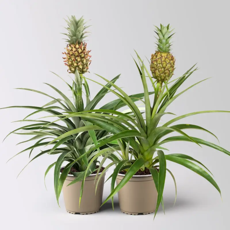 Zierananas 'Amigo', Topf-Ø 12 cm, Höhe ca. 45 cm, 2 Pflanzen Bestseller