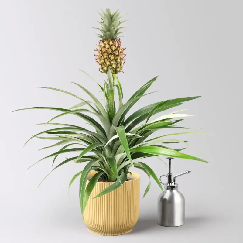 Sonderaktion Zierananas 'Amigo', im Übertopf Vibes gelb, Topf-Ø 12 cm, Höhe ca. 45 cm