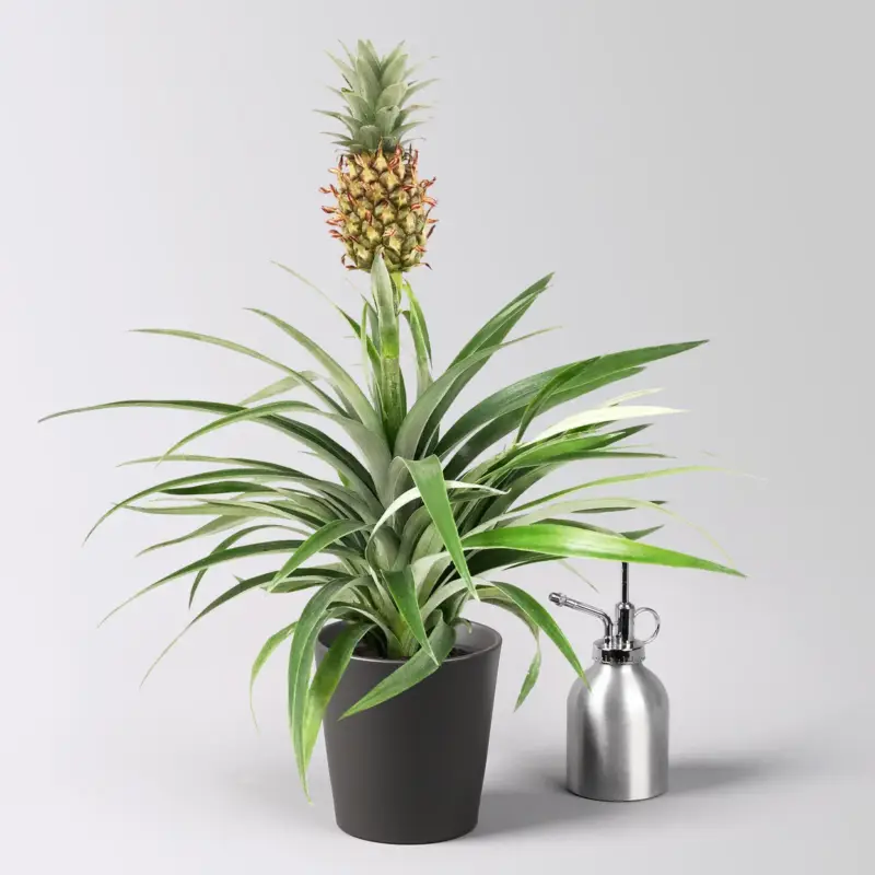 Must-Have Zierananas 'Amigo', im Übertopf Dallas anthrazit, Topf-Ø 12 cm, Höhe ca. 45 cm