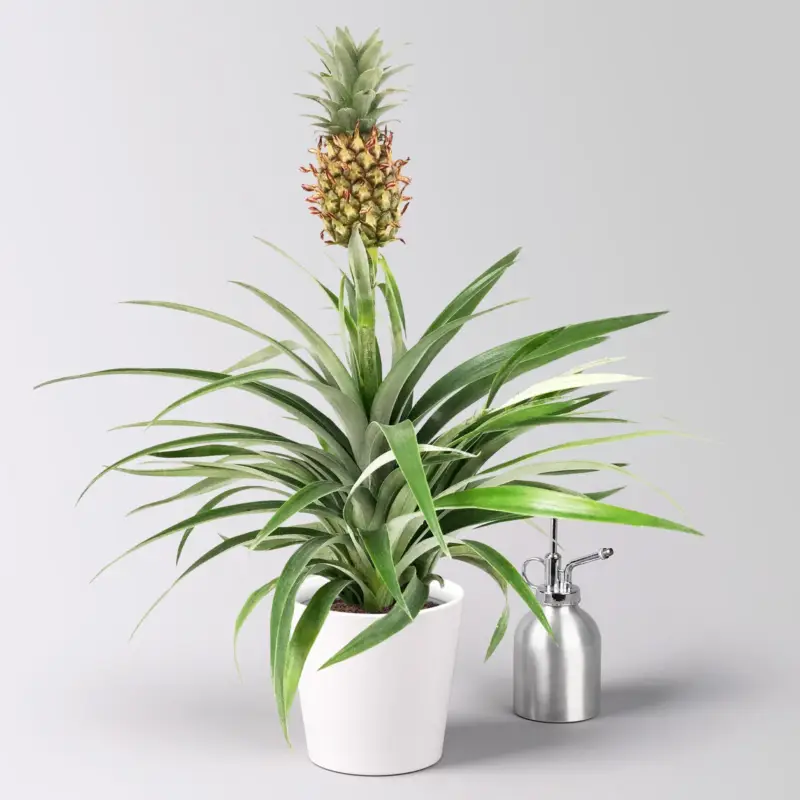 Zierananas 'Amigo', im Übertopf Dallas weiß, Topf-Ø 12 cm, Höhe ca. 45 cm Abverkauf
