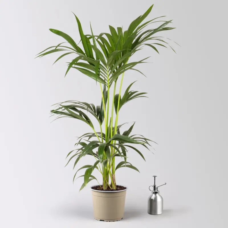 Sichere Zahlung Kentiapalme, Topf-Ø 18-20 cm, Höhe ca. 80-110 cm