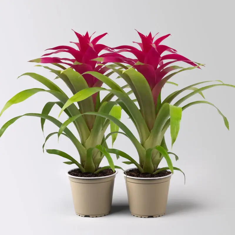Günstig Guzmania 'Deseo Pink', pink, Topf-Ø 12 cm, Höhe ca. 50 cm, 2 Pflanzen