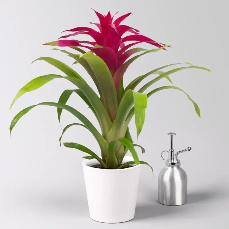 Guzmania 'Deseo Pink', Topf-Ø 12 cm, mit Übertopf Dallas weiß, Höhe ca. 50 cm Knallerangebot