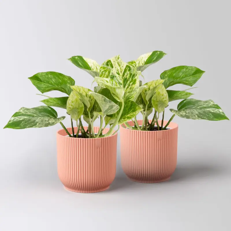 Efeutute 'Marble Queen', Topf-Ø 12 cm, inkl. Übertopf Vibes rosa, 2 Pflanzen Bestpreis