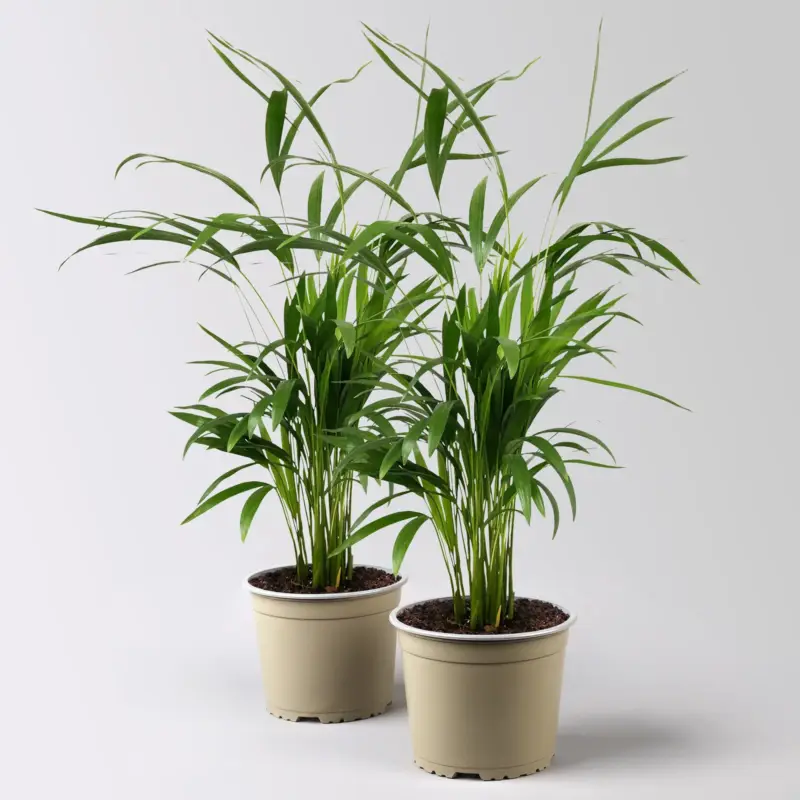 Beliebt Goldfruchtpalme, Topf-Ø 17 cm, Höhe ca. 60 cm, 2 Pflanzen