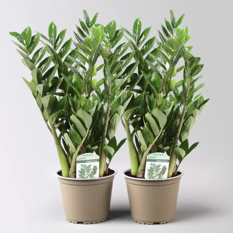 Glücksfeder 'Lucky', Topf-Ø 14 cm, Höhe ca. 40 cm, 2 Pflanzen Highlight