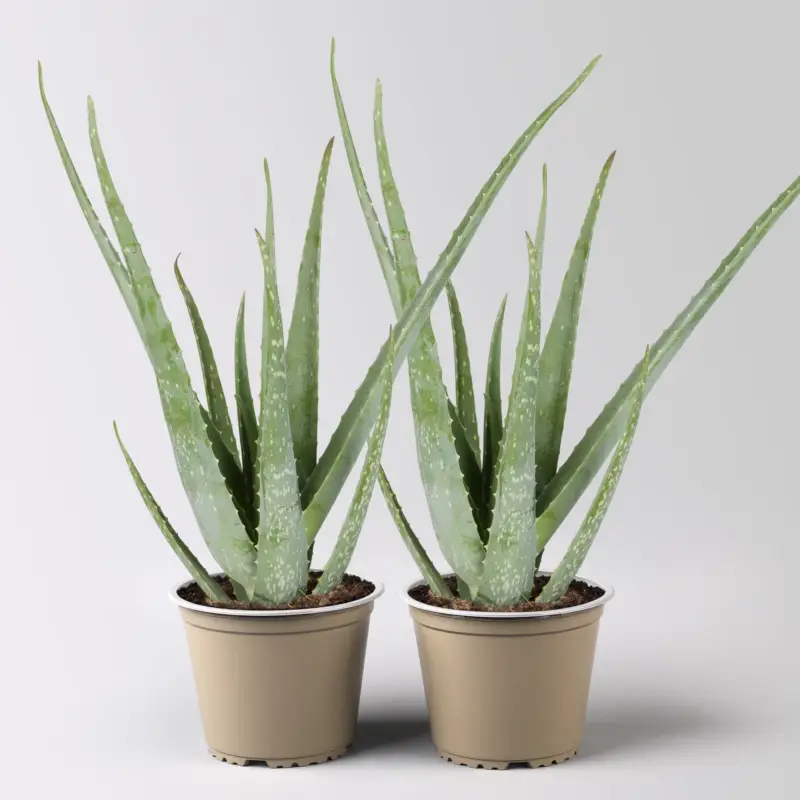 Aloe vera, Topf-Ø 15 cm, Höhe ca. 35-50 cm, 2 Pflanzen Billig
