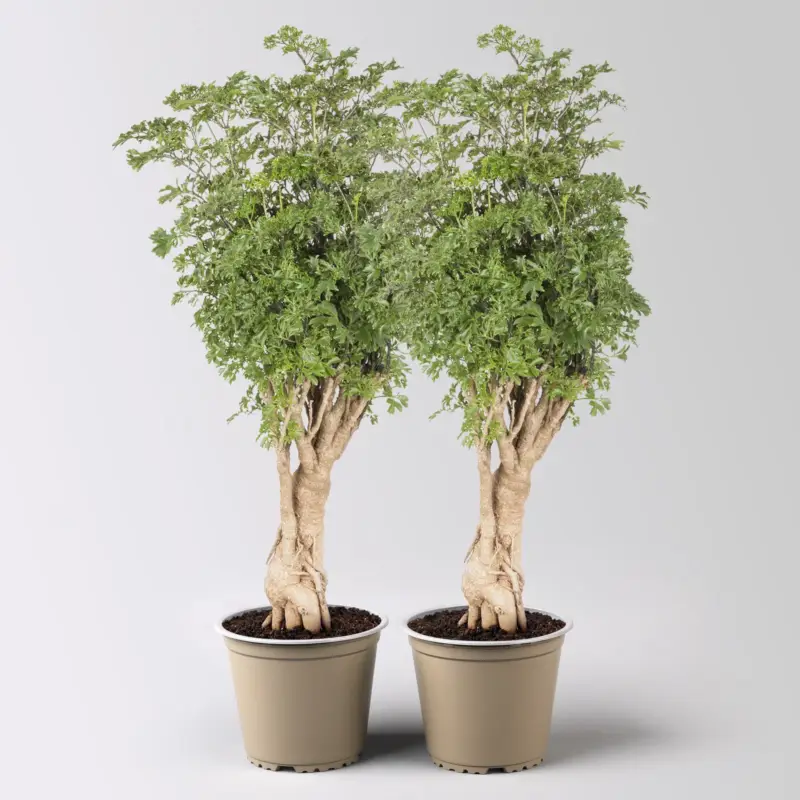 Sichere Zahlung Polyscias fruticosa 'Hawaiian Ming', Topf-Ø 12 cm, Höhe ca. 60 cm, 2 Pflanzen