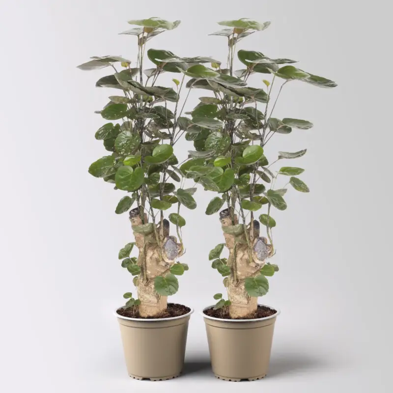 Polyscias 'Fabian', Topf-Ø 12 cm, Höhe ca. 50 cm, 2 Pflanzen Letzte Chance