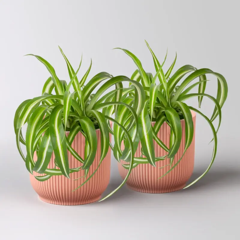 Rabatt Grünlilie 'Bonnie', Topf-Ø 12 cm, inkl. Übertopf Vibes rosa, 2 Pflanzen