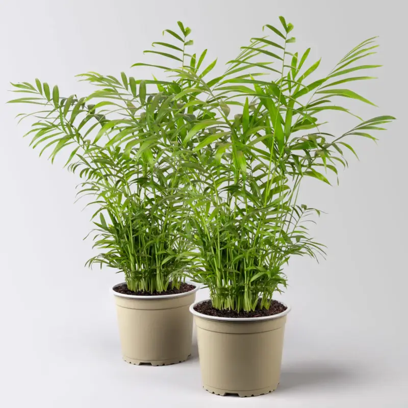 Schnäppchen Bergpalme Topf-Ø 17 cm, Höhe ca. 60 cm, 2 Pflanzen