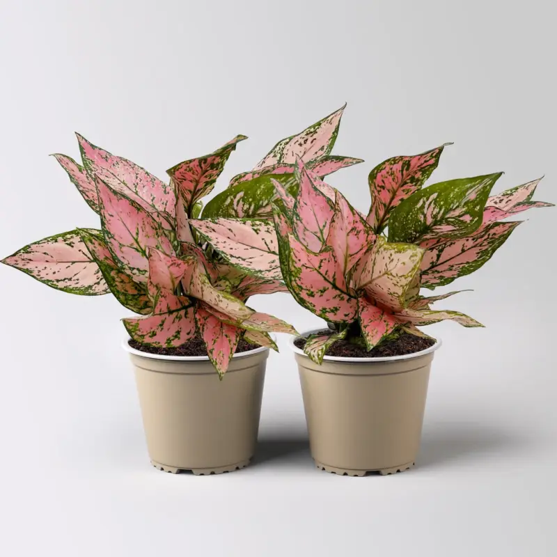 Meistverkauft Aglaonema 'Pink', rosa-grün, Topf-Ø 12 cm, 2 Pflanzen