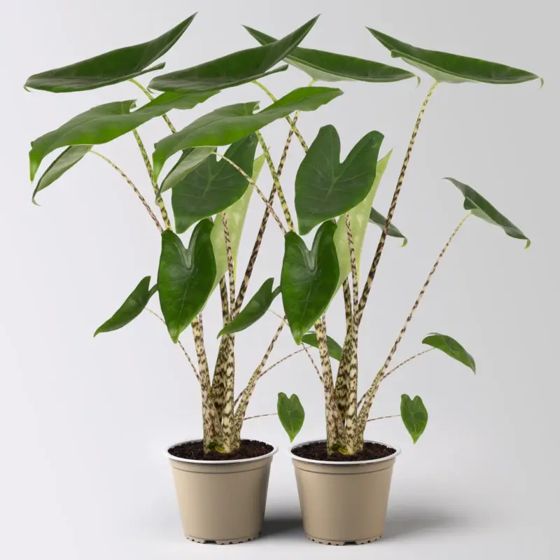 Highlight Alocasia zebrina, Topf-Ø 14 cm, Höhe ca. 45 cm, 2 Pflanzen