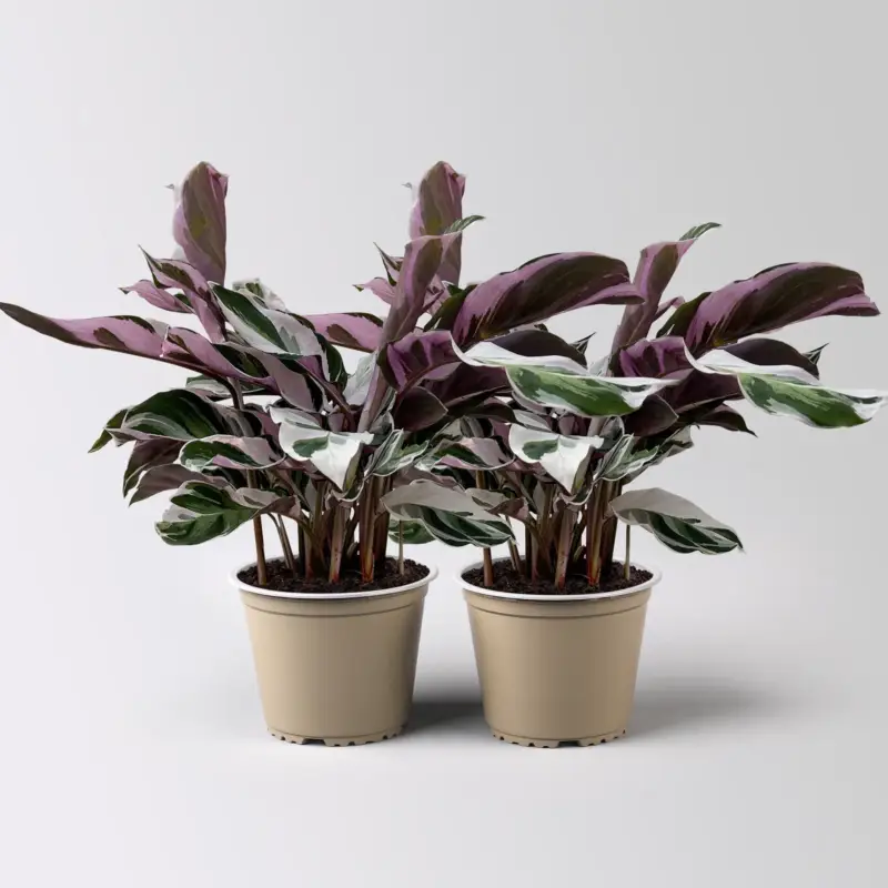 Solange Der Vorrat Reicht Calathea 'Fusion White', Topf-Ø 14 cm, Höhe ca. 30 cm, 2 Pflanzen