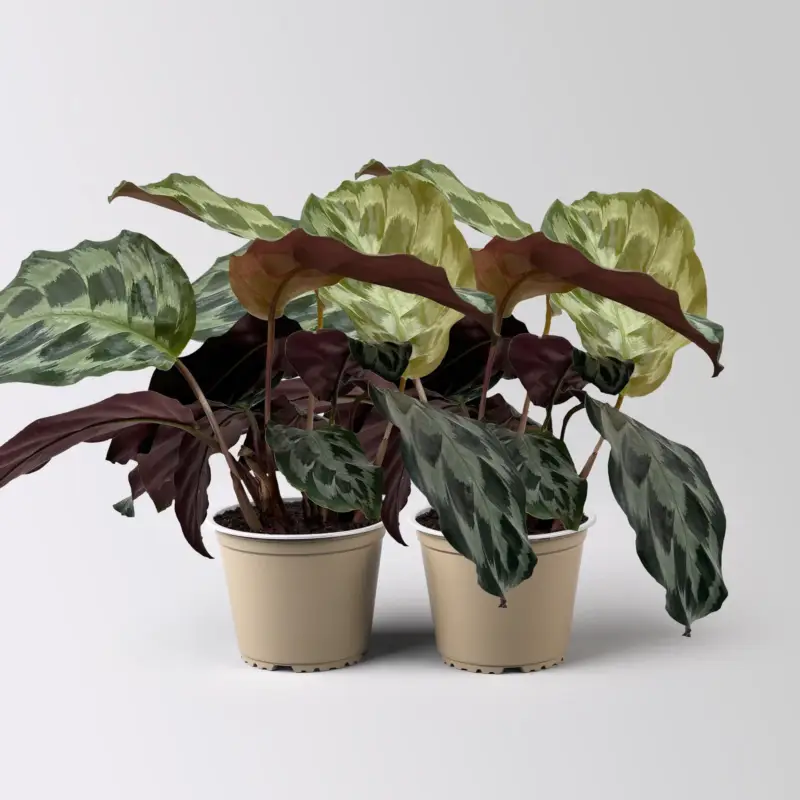 Calathea 'Kennedy', Topf-Ø 14 cm, Höhe ca. 40 cm, 2 Pflanzen Echt