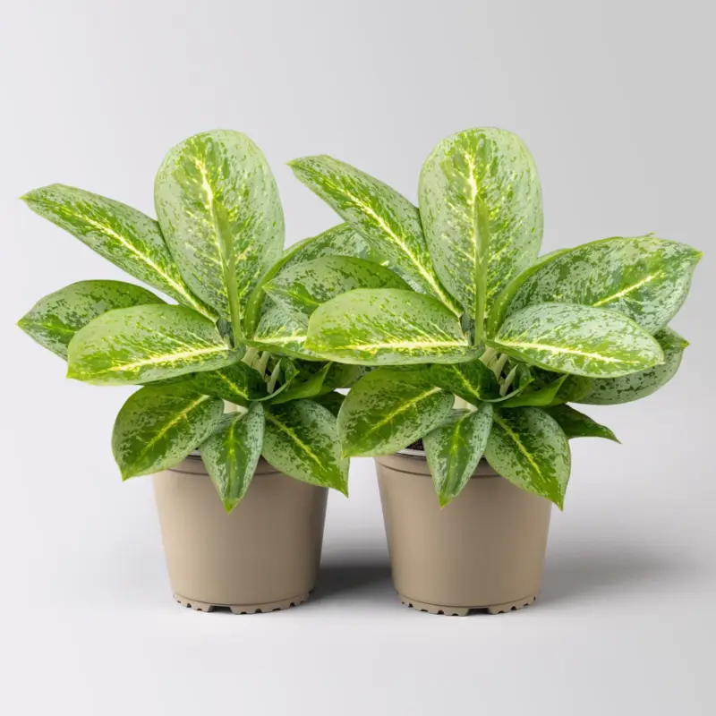 Heißes Angebot Aglaonema 'Lemon Mint', gelb-grün, Topf-Ø 12 cm, Höhe ca. 35 cm, 2 Pflanzen