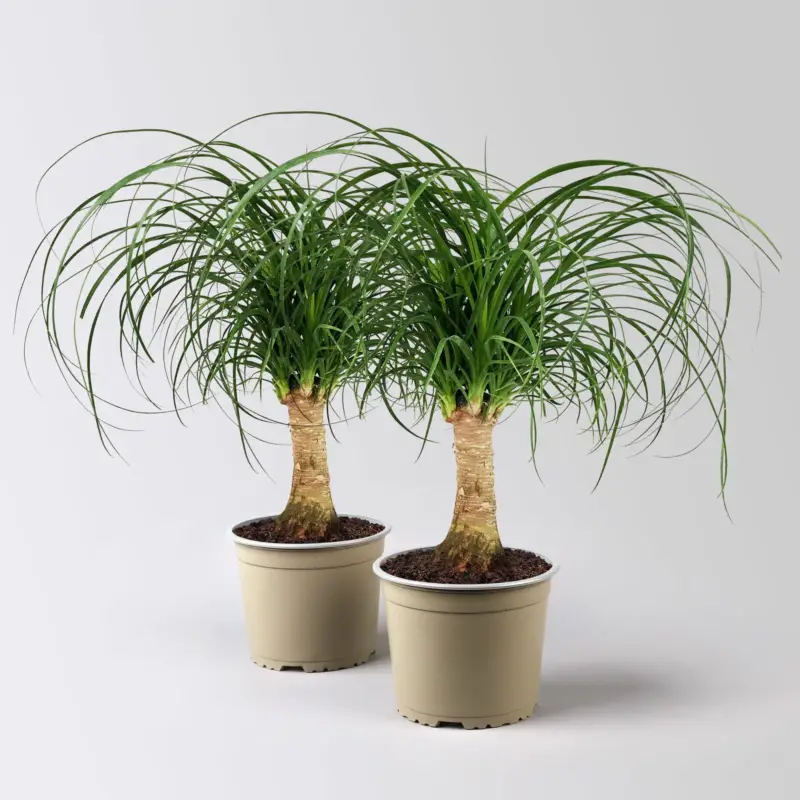 Elefantenfuß, Stamm, Topf-Ø 17 cm, Höhe ca. 30-50 cm, 2 Pflanzen Sonderaktion