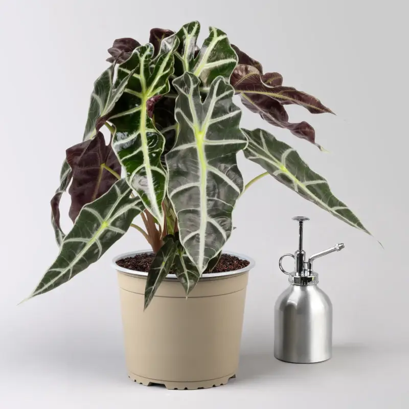 Sale Alocasia 'Polly', Topf-Ø 17 cm, Höhe ca. 45 cm