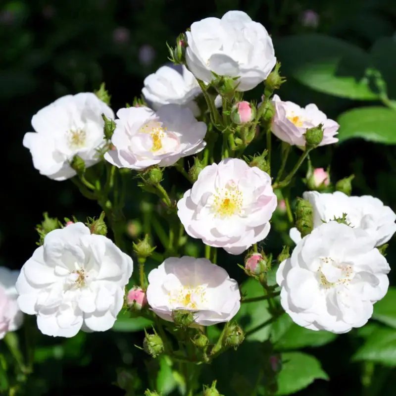 Sofort Bestellen Ramblerrose 'Perennial Blush', hellrosa - weiß, Topf 5 Liter