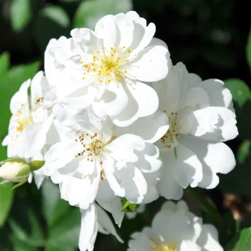 Ramblerrose 'Guirlande d'Amour®', weiß, Topf 5 Liter Versand Am Gleichen Tag
