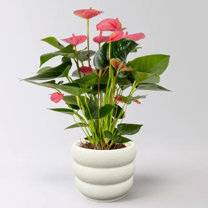 Jetzt Kaufen Flamingoblume 'Pink Champion', pink, Topf-Ø 14 cm, im Übertopf Byron