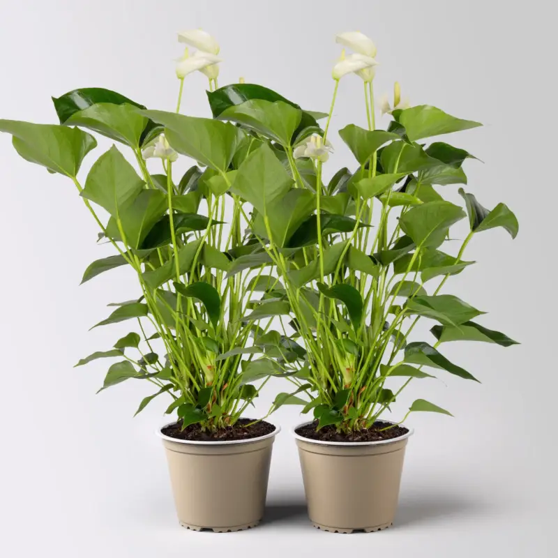 Flamingoblume 'White Champion', weiß,Topf-Ø 14 cm, Höhe ca. 50 cm, 2Pflanzen Neu