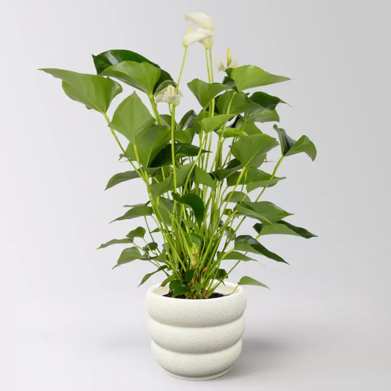 Flamingoblume 'White Champion', weiß,Topf-Ø 14 cm, im Übertopf Byron Preisreduziert