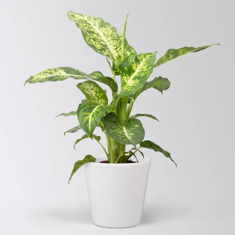 Neue Ware Dieffenbachie 'Mars', Topf-Ø 17cm, Höhe ca. 50-60 cm, im Übertopf Dallas
