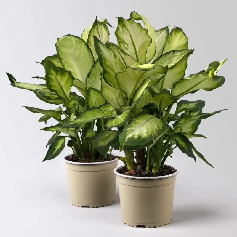Dieffenbachie 'Camilla', Topf-Ø 17cm, Höhe ca. 50-60 cm, 2 Pflanzen Bestseller