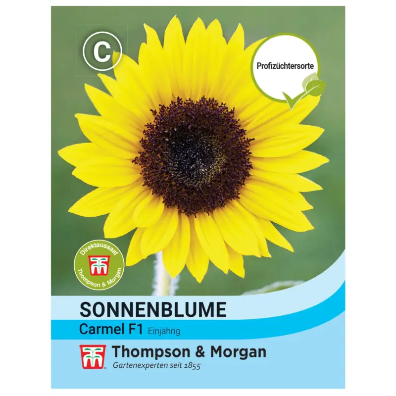 Thompson & Morgan Saatgut Sonnenblume 'Carmel', gelb Zertifiziert