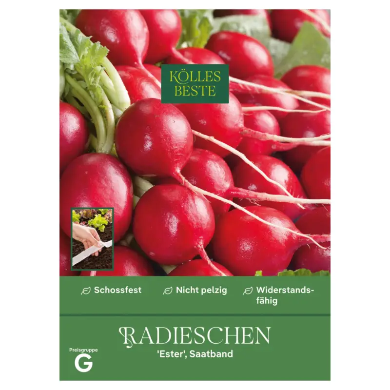 Kölles Beste Saatband Radieschen 'Ester', rot Nur Für Kurze Zeit