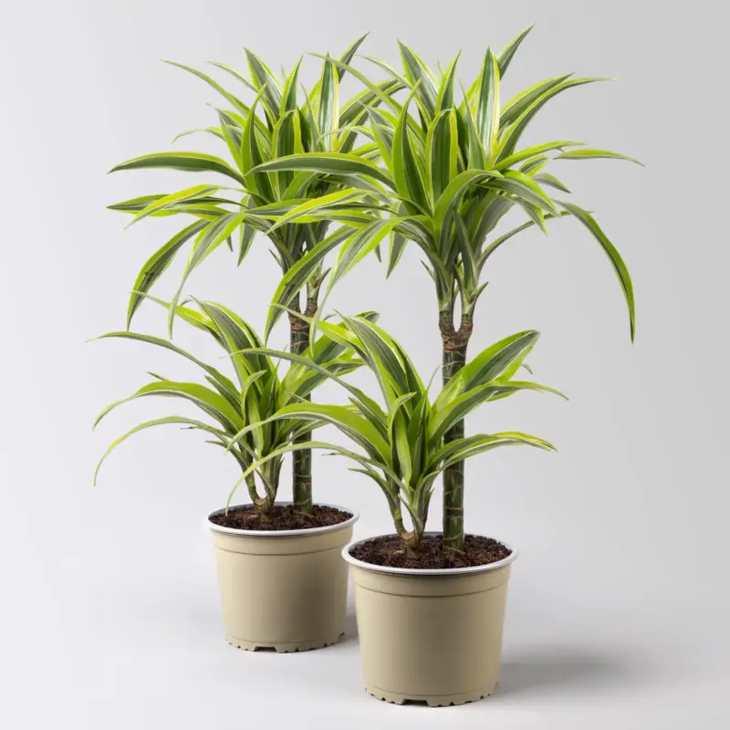 Preisreduziert Duftender Drachenbaum 'Lemon Lime', 2er Tuff, Topf-Ø 17 cm, 2 Pflanzen